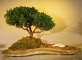 Shimpaku Juniper Bonsai Tree (Juniperus chinensis)