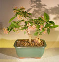 Flowering Dwarf Weeping Barbados Cherry Bonsai – Medium (Malpighia pendiculata)