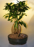 Ginseng Ficus Bonsai Tree (Ficus retusa)